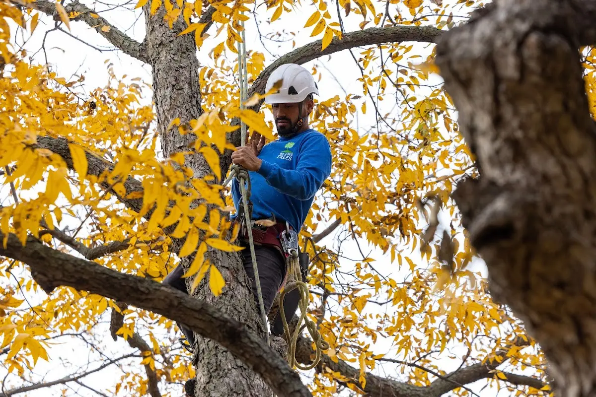 Skilled Tree Pruning crew working in Iron City