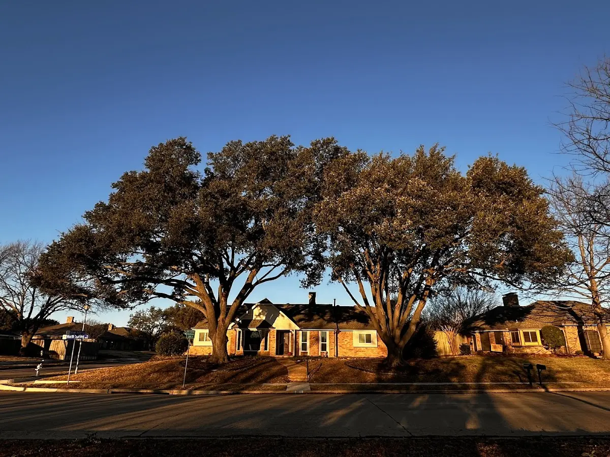 Established residential canopy tree shading a home in Iron City